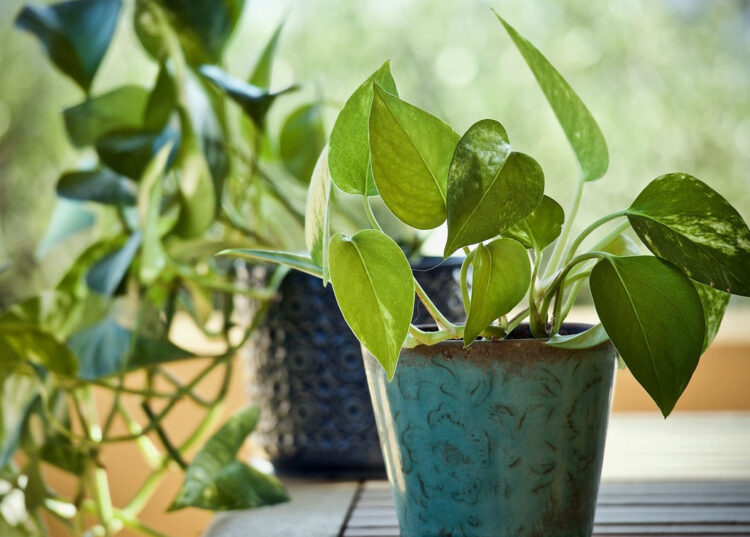 Non portare in casa l’edera del diavolo: è una pianta che porta molta sfortuna