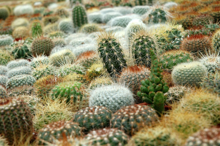 Le piante grasse sono velenose? Ecco a cosa e quali piante stare attenti