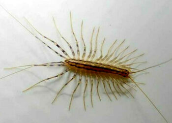 Scutigera in casa: cosa succede se ti morde?