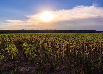 Legambiente: emergenza idrica Sicilia, Ragusa non è messa meglio con abbassamento falde