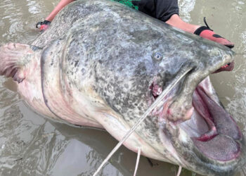 Siluro gigante sul Grande Fiume: pescato un mostro di quasi 3 metri