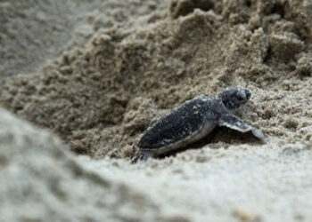 Modica Comune amico delle tartarughe