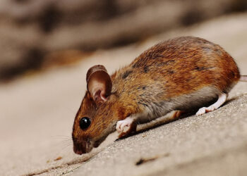 La fantastica pianta che fa scappare velocemente topi e ragni: ecco qual è