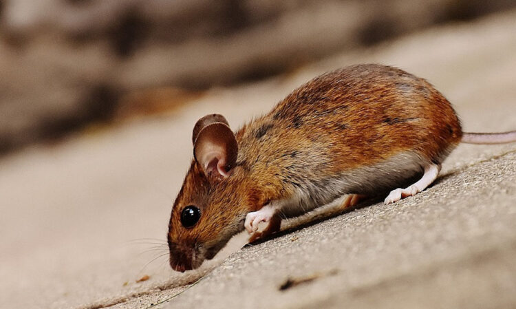 La fantastica pianta che fa scappare velocemente topi e ragni: ecco qual è