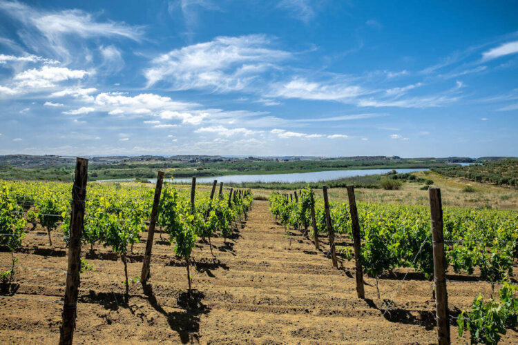 Casa Grazia nella piana di gela debutta a "Cantine aperte"