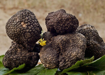 Tartufo siciliano a Chiaramonte Gulfi: prima Fiera mercato