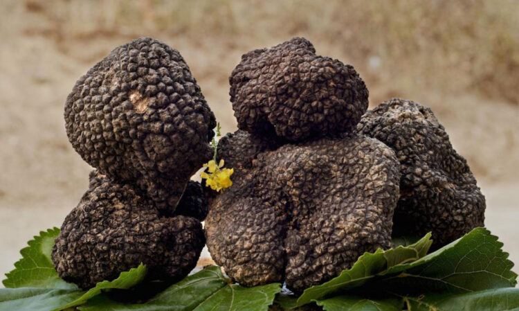 Tartufo siciliano a Chiaramonte Gulfi: prima Fiera mercato