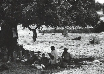 Carati, fate e amanti: la storia del carrubo in Sicilia