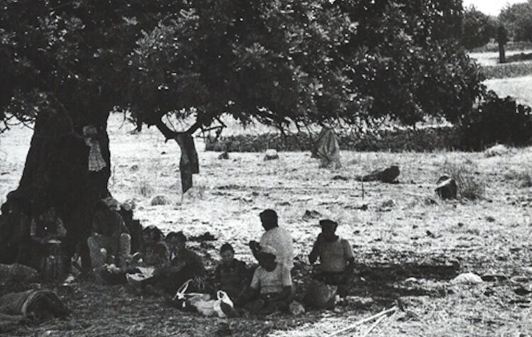 Carati, fate e amanti: la storia del carrubo in Sicilia