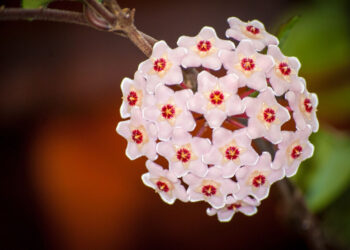 Fiore di cera, una storia che risale a 200 anni fa