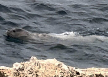 Foca monaca nelle acque del Plemmirio VIDEO
