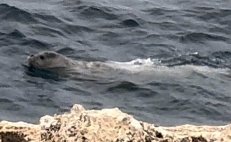 Foca monaca nelle acque del Plemmirio VIDEO