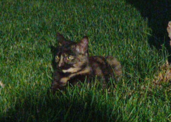 Gatto tartarugato: 13 cose da sapere tra leggende e storie