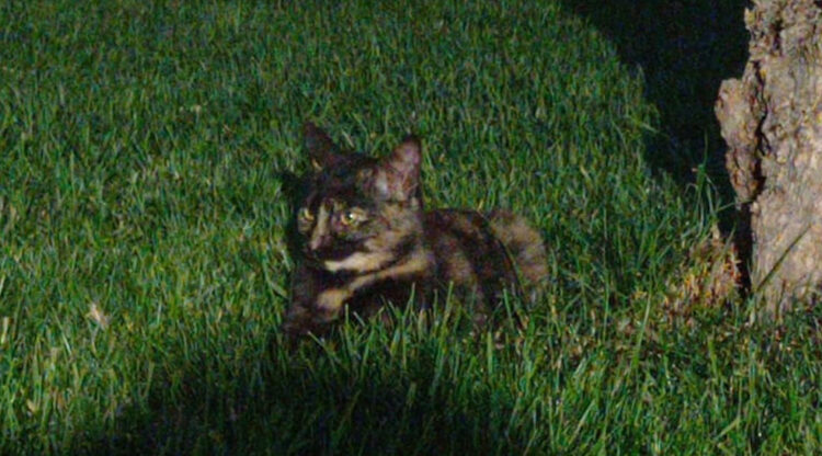 Gatto tartarugato: 13 cose da sapere tra leggende e storie