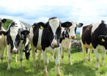 Ragusa, l'Amministrazione incontra allevatori e agricoltori