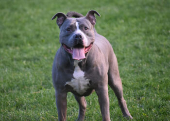 Bambina di 2 anni azzannata da un pitbull: è grave. La zia la salva chiudendola in bagno