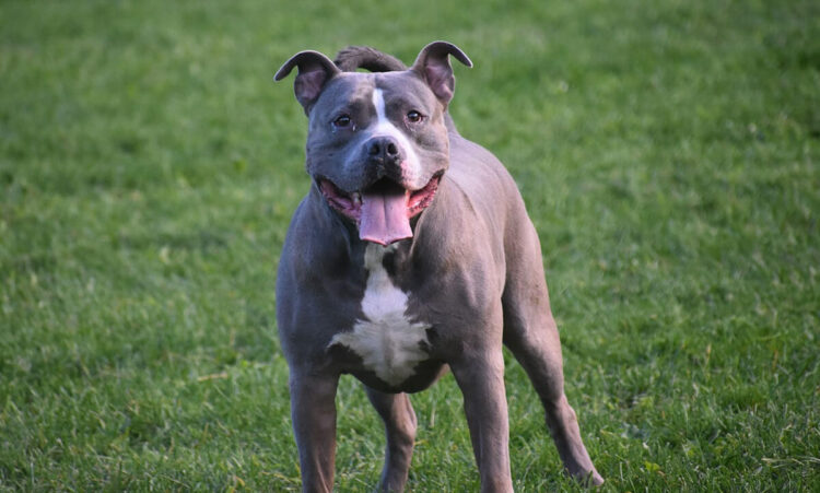 Bambina di 2 anni azzannata da un pitbull: è grave. La zia la salva chiudendola in bagno