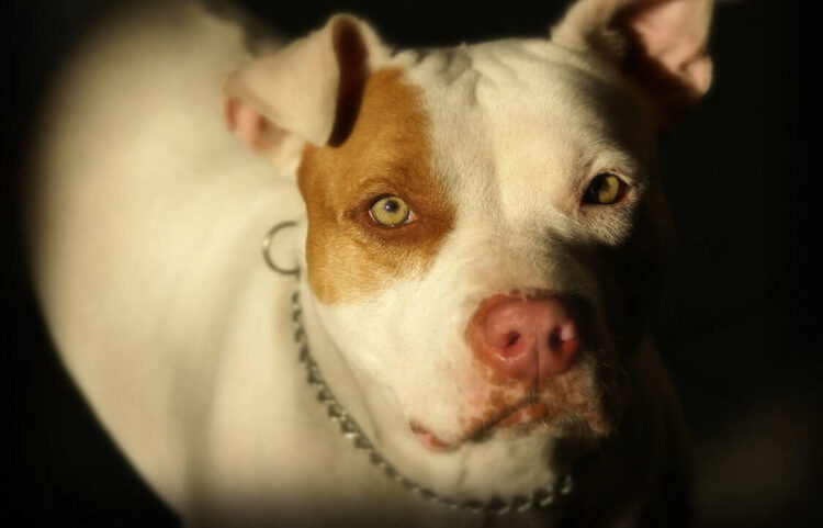 Terrore a Leonforte: pitbull azzanna una bambina