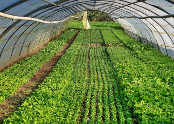 Caporalato a Vittoria: imprenditore agricolo denunciato per sfruttamento di 8 stranieri