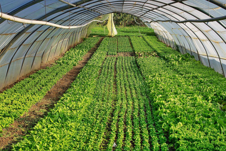 Caporalato a Vittoria: imprenditore agricolo denunciato per sfruttamento di 8 stranieri