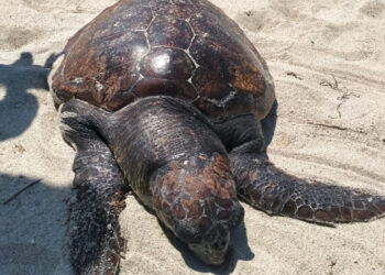 Ritrovata una carcassa di tartaruga marina in stato di decomposizione sul litorale di Furnari