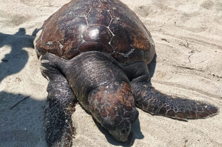 Ritrovata una carcassa di tartaruga marina in stato di decomposizione sul litorale di Furnari