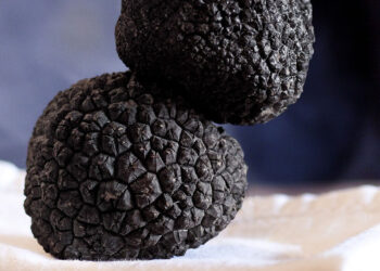 Tartufo siciliano: prima Fiera Mercato a Chiaramonte Gulfi