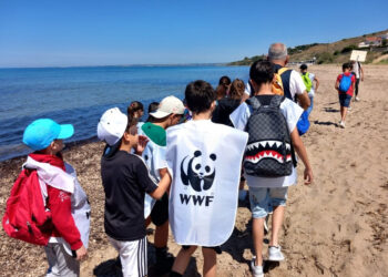 Il WWF chiede collaborazione per il Progetto Tartarughe Caretta Caretta