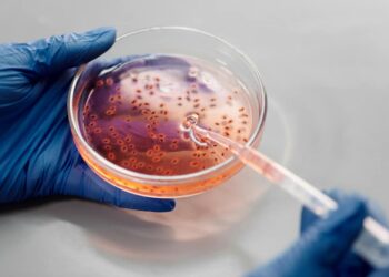 vetrino da microbiologia