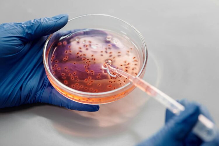 vetrino da microbiologia