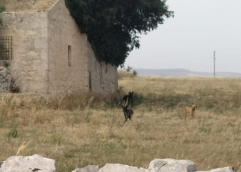 Randagismo a Ragusa, branco di cani randagi in contrada Prato: paura tra i residenti