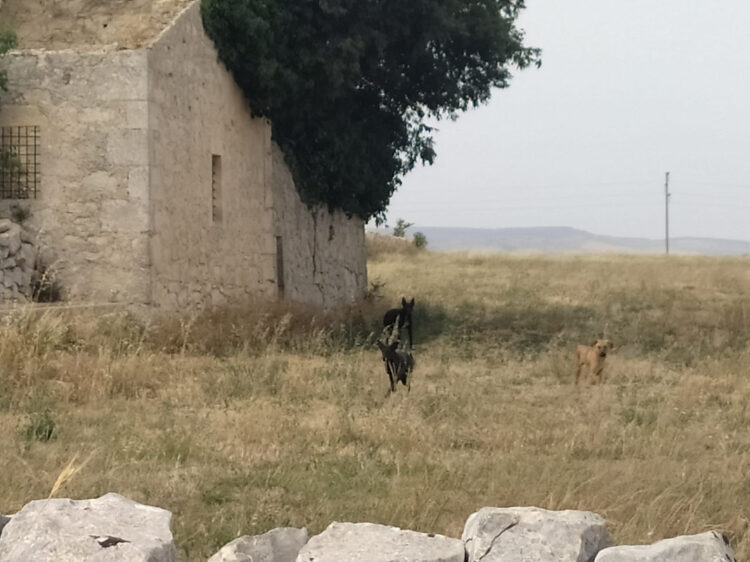 Randagismo a Ragusa, branco di cani randagi in contrada Prato: paura tra i residenti