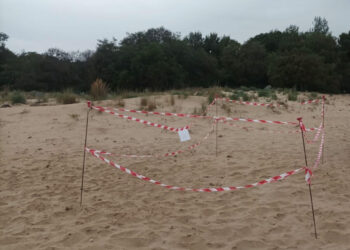 Primo nido di tartaruga a Marina di Modica