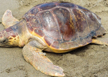 Pozzallo, ritorna a deporre la tartaruga Caretta Caretta