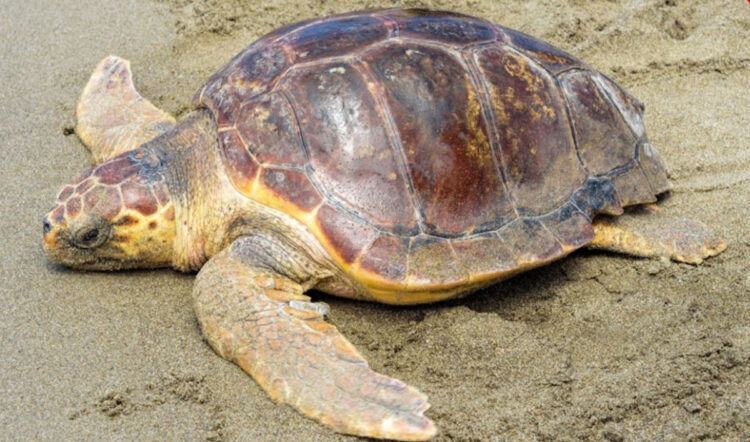 Pozzallo, ritorna a deporre la tartaruga Caretta Caretta
