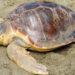 Pozzallo, ritorna a deporre la tartaruga Caretta Caretta
