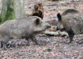 Ragusa, prolungato depopolamento dei suidi selvatici a novembre