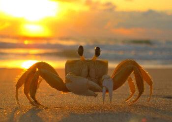 A Sampieri e Donnalucata la campagna della Lav "Il mare è la loro casa"