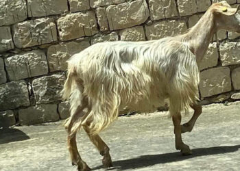 Pecorella smarrita a spasso per Modica