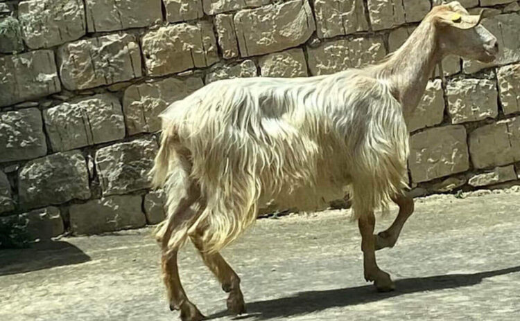 Pecorella smarrita a spasso per Modica