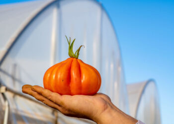 Confeserfidi a supporto del comparto agricolo
