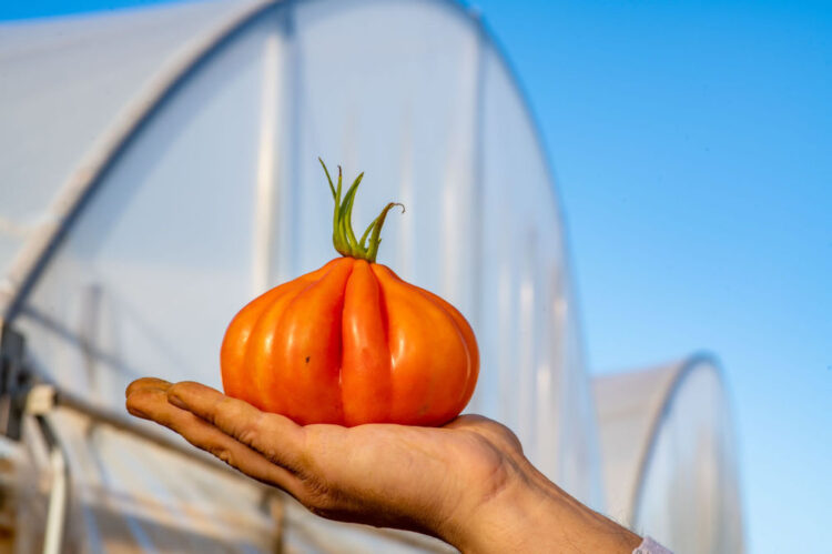 Confeserfidi a supporto del comparto agricolo