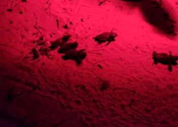 Spiaggia Sampieri: primo nido di tartarughe