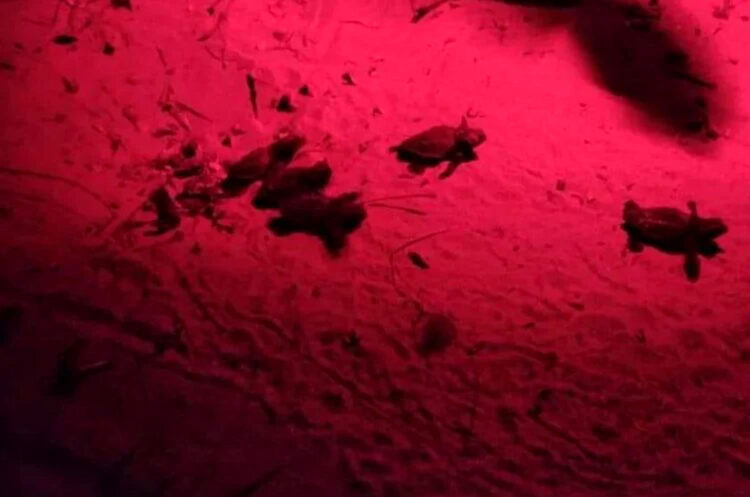 Spiaggia Sampieri: primo nido di tartarughe