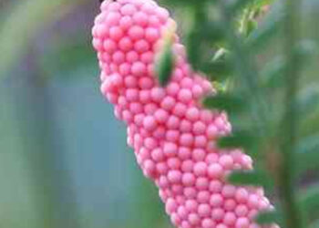 Attenti alle uova rosa sugli alberi o nel giardino: cosa sono e perchè sono pericolose