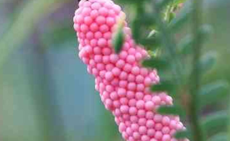 Attenti alle uova rosa sugli alberi o nel giardino: cosa sono e perchè sono pericolose