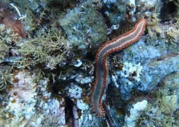 Invasione dei vermocane nei mari di Sicilia: cos'è, perchè è pericoloso e i rischi per l'uomo