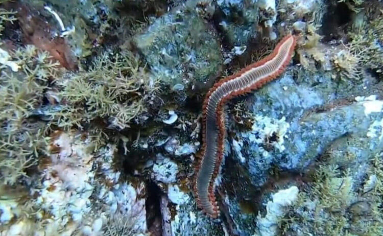 Invasione dei vermocane nei mari di Sicilia: cos'è, perchè è pericoloso e i rischi per l'uomo