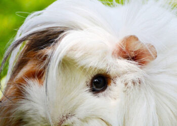 Uno zucchero naturale contro le calvizie: studio sui topi