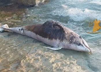 Cava d'Aliga, carcassa di delfino sulla scogliera